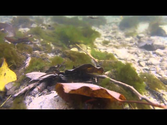 DiCAPac SLR Waterproof Case Test