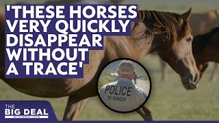 Thousands of wild horses are removed from public land annually. What happens to them? | The Big Deal screenshot 1
