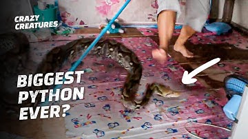 The Biggest Python We Ever Found