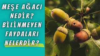 Meşe Ağacı Nedir Bilinmeyen Faydaları Nelerdir