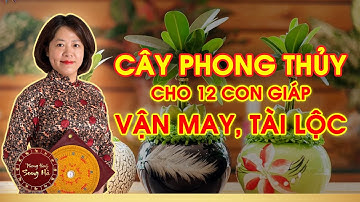 Cây phong thủy cho 12 con giáp chiêu vận may và tài lộc trong năm 2021 | PHONG THỦY SONG HÀ OFFICIAL