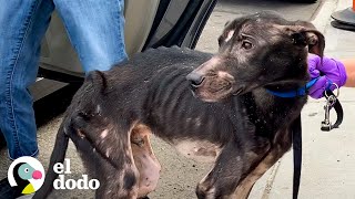 Perrito en los huesos es rescatado y su vida se transforma para siempre | El Dodo