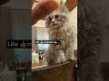 love kitten🐱 😋#palwashahouse #kitten #cats #youtube #funnyvideo #memes #trending