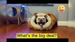 คนขี้หวง - CAN #sarahsalola #cutedogvideosong #cutecat