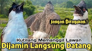 SUARA PIKAT PANGGILAN KUTILANG GACOR. PALING CEPAT RESPON...