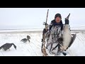 Охота на гусей 2018 Охота на гусей 2018