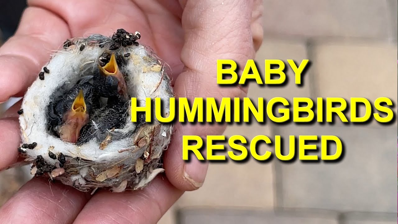 Hummingbird Babies Rescued by Rehabber - YouTube