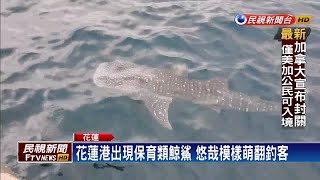 花蓮港出現保育類鯨鯊 悠哉模樣萌翻釣客－民視新聞