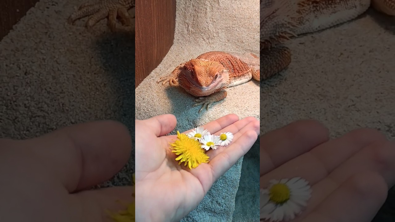 Jarní květinová svačina pro Toryna 🦎🌼 