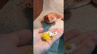 Jarní květinová svačina pro Toryna 🦎🌼 #antsczech #beardeddragon