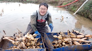 四川农村种藕全过程，没想到这么费劲