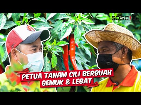 Video: Petua Menanam Sedap Menjalar Di Taman: Apakah Kegunaan Sedap Merayap