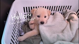 Cute baby Jindo dog video/ First day of adoption/Korea Jindo dog