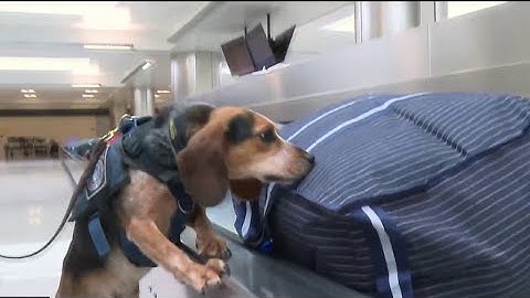 K-9 ‘sent airborne’ with kick by Dulles traveler is back on job after recovery | NBC4 Washington