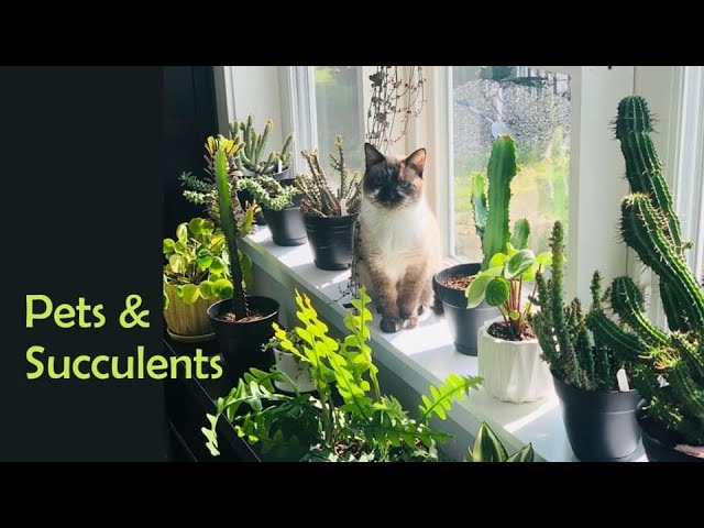 succulents arrangement Succulent arrangement main image 0