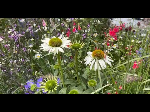 Видео: Фестиваль Цветов в Hampton Court 2023 Лондон (часть 1) -   Hampton Court Garden Show 2023 London