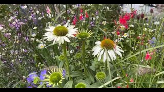 картинка: Фестиваль Цветов в Hampton Court 2023 Лондон (часть 1) -   Hampton Court Garden Show 2023 London