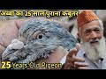           jab tak hoon mai tab tak hai yeh kabootar  jaipur tonk pigeons