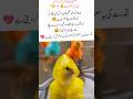"Cute Chick in Raincoat 🐥🌧️" #CuteChick #RainyDay #viralvideo #viralshort #ytshorts #yt