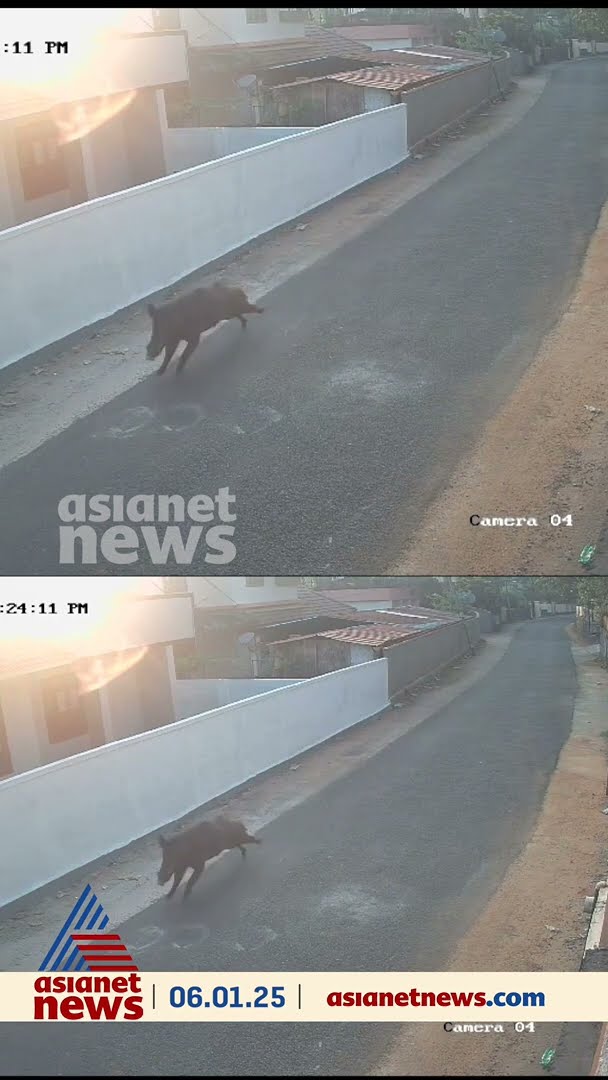 കടയില്‍ സാധനം വാങ്ങാന്‍ സൈക്കിളില്‍ പോയ ഒന്‍പതാം ക്ലാസ്സ് വിദ്യാര്‍ത്ഥിയെ കാട്ടുപന്നി ഇടിച്ചിട്ടു