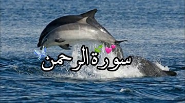 سوره الرحمن\\🌸😍\\القارئ سالم الرويلي\\ حالات واتس اب دينية قصيرة\\ مقاطع اسلامية💕