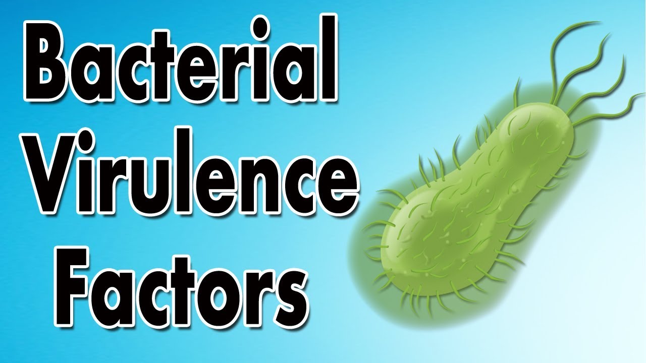 Bacterial Virulence Factors (K Capsule, Injectisome, Serpentine Cord, Sulfatides, And Protein A)