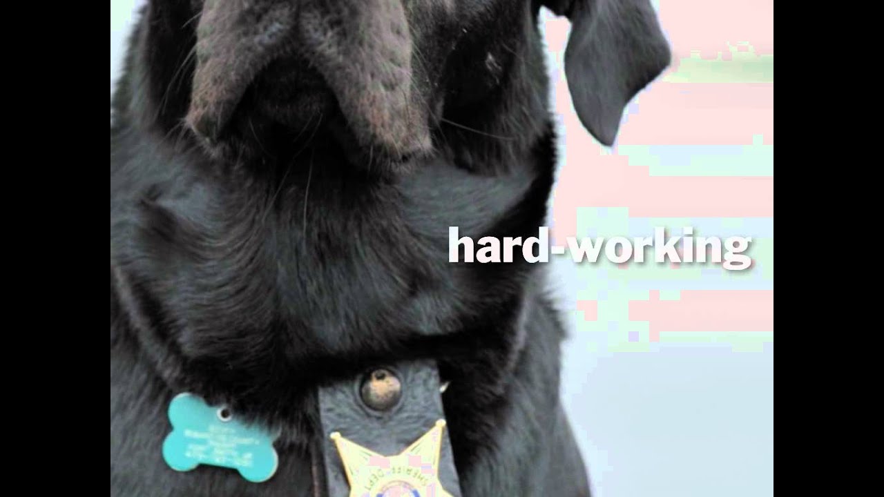 SATO America Best of Breed