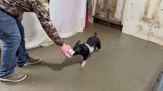 4 3 cross gilt