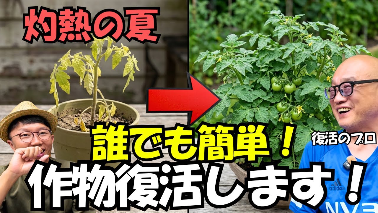 猛暑対策】35度超えでも枯れない！坂田社長が教える夏野菜を強くする