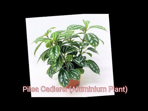 Vidéo: Pilea Houseplants : Conseils pour prendre soin d'une usine d'aluminium Pilea
