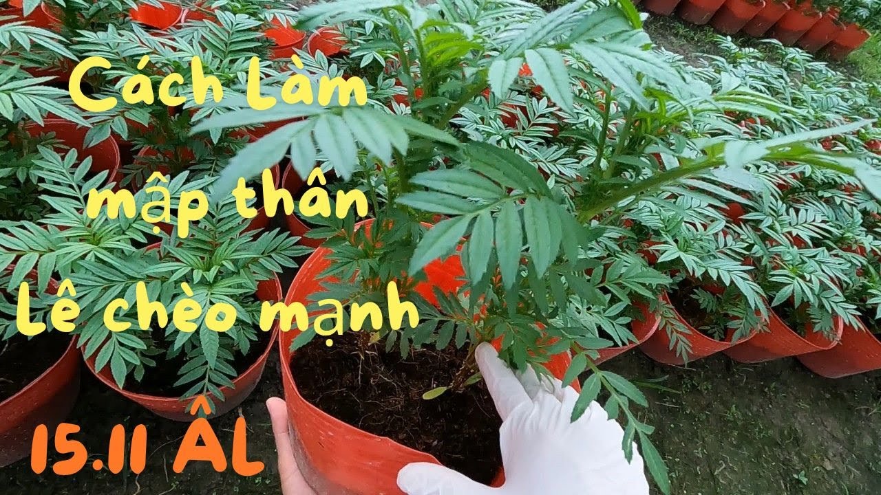 Thúc Cây Mập Thân Lên Chèo Mạnh || Thời Điểm Vàng Để Làm Mập Cây Lên Chèo Mạnh Nhé Các Bạn