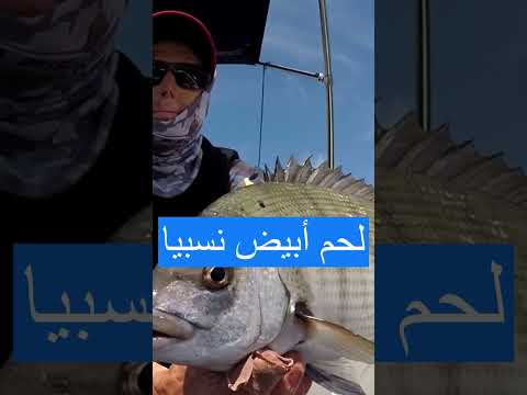 سمكة الشارغو   