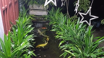 Hồ Cá Koi ở Quảng Ngãi. Dứa Thơm lọc nước quá đẹp .