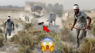 Bade Udder waali Wild Cow ne Baccha Dediya😱 बच्चा देते ही किशन पकड़ने आज्ञा ANGRY COW