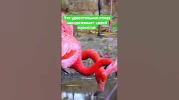 Всего одно яйцо. Фламинго.