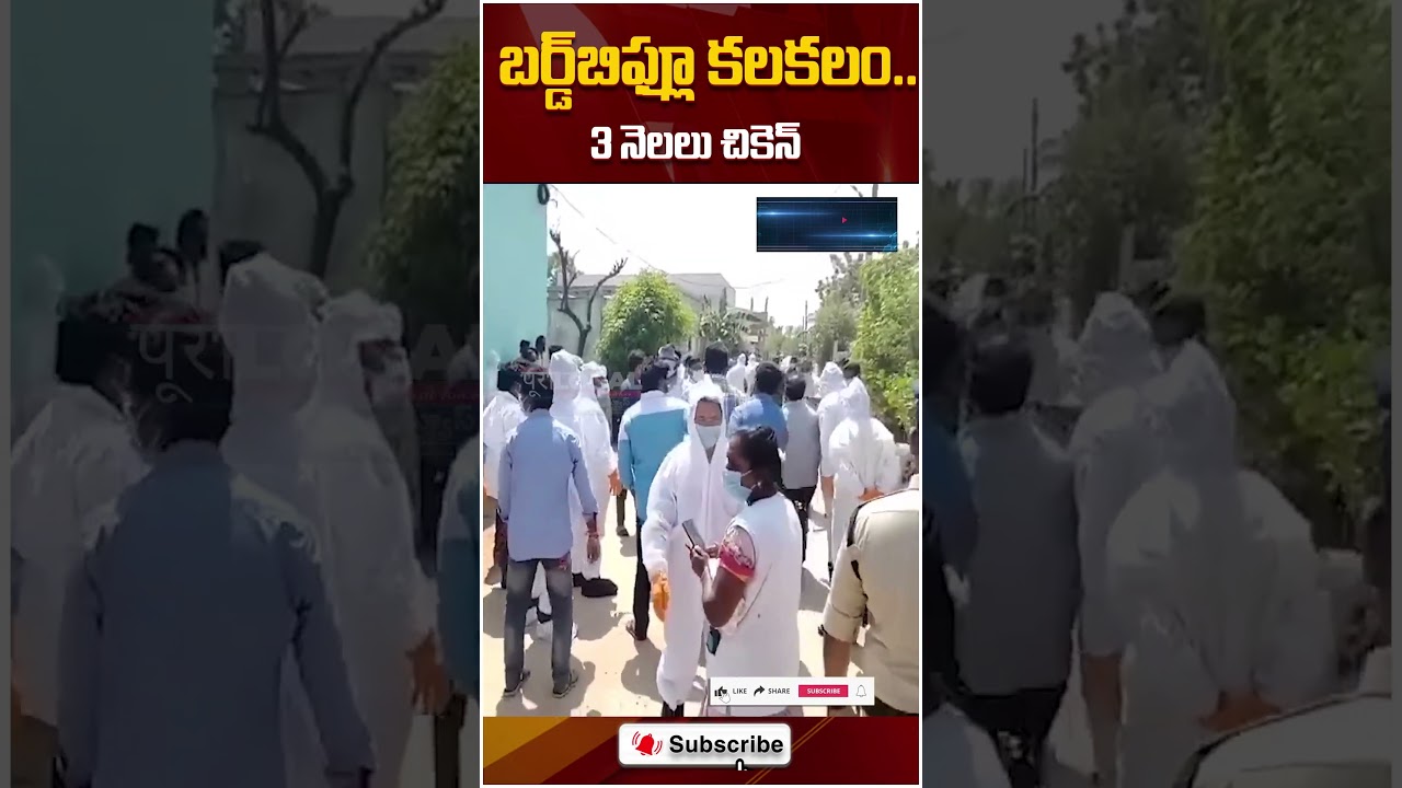 బర్డ్ ఫ్లూ కలకలం... 3 నెలలు చికెన్ | bird flu | Pura Local News |