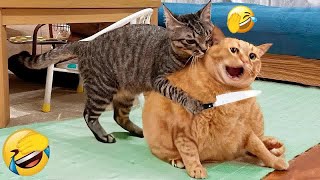 🤣😆 Funniest Cats and Dogs Videos 🐈😆 Funny Animal Moments 2024 # 15