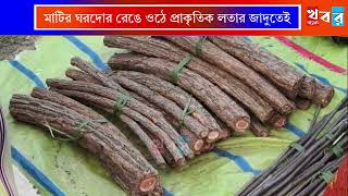 Jhargram News: জঙ্গলমহলে কৃত্রিম রং নয়, প্রাকৃতিক লতার রঙেই সাজানো হয় ঘর - দোর