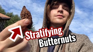 How to Stratify Butternuts (Otherwise Known as White Walnuts) White Walnut Identification Video