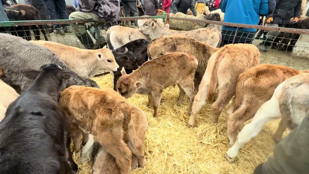 Сут эмди музоолор сокулук мал базары 1- март 