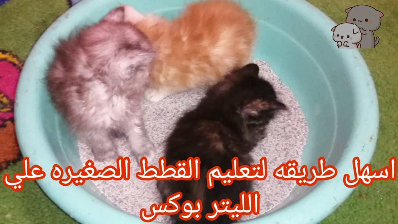 اسهل طريقه لتعليم القطط علي الليتر بوكس او صندوق الرمل 🐈😍