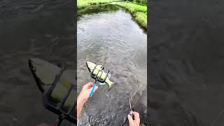 Rippin Lips & Grippin Fish