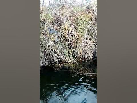 Хатка бобра ! - YouTube