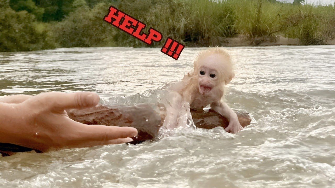 The process of rescuing and taking care of baby monkey Lulu in the first days,Tam tells the story