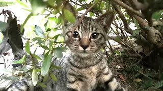 子猫から猫パンチの猛攻を受ける
