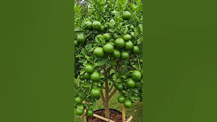 🌿Grow a PERFECT LIME Tree in Just 30 Days!