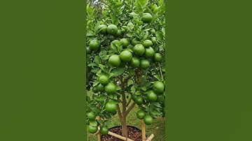 🌿Grow a PERFECT LIME Tree in Just 30 Days!