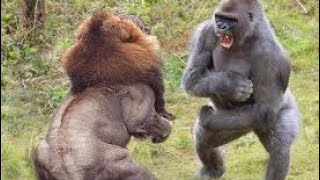 Lion VS Gorilla Real Fight - Горилла против льва Удивительные бои хищников