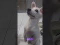Pixie puppy pabida | Looking Attention | C and K