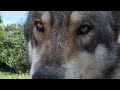 狼犬のマジモード？！毛が逆立つ瞬間!!